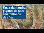 Descubren una enorme salamandra depredadora que existió antes que los dinosaurios