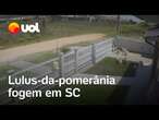 Portão abre sozinho e grupo de lulus-da-pomerânia foge em SC