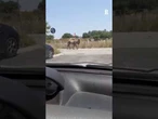 Un cammello a passeggio in Salento, scappato dal circo