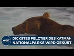 ALASKA: Braunbär Chunk gewinnt „Fat Bear Week“ im Katmai-Nationalpark!