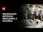 Conexão Agro: Tecnologia de inseminação artificial impulsiona crescimento da pecuária | LIVE CNN