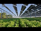En juin, le solaire couvre 25 % des besoins électriques de l'UE