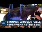 MADRID: Esel stürzt in Brunnen - Spanische Feuerwehr zieht verängstigtes Tierl aus drei Metern Tiefe