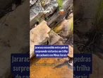 Jararaca escondida entre pedras surpreende visitantes em trilha de cachoeira em Minas