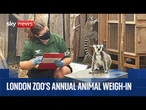 Animal weigh-in at London Zoo