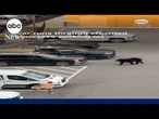 Bear runs through crowded Tennessee parking lot