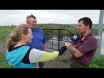 Powódź na Żuławach – mieszkańcy walczą o dobytek
