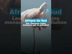 Afrique du Sud : les flamants nains menacés par la pollution • FRANCE 24