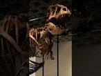 El T-Rex Gus rompe récords al subastarse por 50 millones de dólares