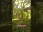 Wild police chase ends with K9 takedown #shorts