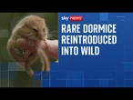 Hazel dormice reintroduced in Leicestershire woodland after they became extinct in county