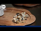 Former athletes use magic mushrooms to help treat traumatic brain injuries