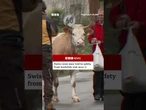 Swiss cows moo-ved to safety from landslide risk area.  #Cow #Switzerland #BBCNews