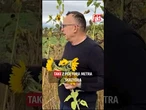 Znalazca rosyjskiego drona opowiada, jak znalazł maszynę w polu!