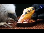 Los cuidadores del zoológico de Praga se convierten en titiriteros para criar buitres