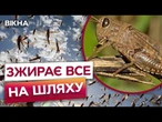 "ВОНА ЖЕРЕ ВСЕ!" – САРАНА ВСЮДИ! Каховське ВОДОСХОВИЩЕ СТАЛО РАЄМ для МІЛЬЙОНІВ ШКІДНИКІВ