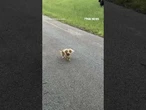 A 3-year-old dog turned a dangerous habit into a valuable skill after being trained to herd cattle