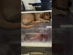 Golden retriever viraliza ao 'invadir' geladeira para se 'esconder' do calor: 'Tá de castigo'