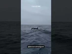 Fotógrafo flagra grupo de orcas na Barra da Tijuca, Rio de Janeiro; veja vídeo
