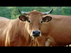 AGRO INFO | 04.08.2025 | TV Republika