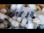Le trafic mondial d’insectes, nouveau business en plein essor • FRANCE 24
