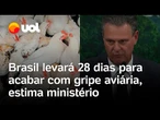 Gripe aviária no Brasil: levará 28 dias para quebrar o ciclo do vírus, estima governo Lula