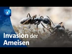 Ameisen-Superkolonie zerstört Stromleitungen und Grundstücke in Deutschland | tagesthemen