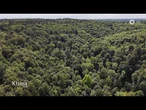 Klimaschutz: Ist dem Wald noch zu helfen? | KlimaZeit vom 19.06.2026