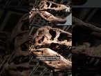 T. rex named Gus sells for record-setting $50.1 million