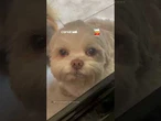 Cachorrinha Shih Tzu faz "chantagem emocional" para passear com tutora