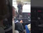 Bizarre moment vulture CRASHES into a plane's cockpit in Brazil