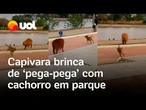 Capivara faz amizade com cachorro e brinca de 'pega-pega' em parque de Cuiabá; veja vídeo