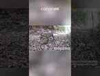 Registro inédito mostra seis espécies de felinos convivendo no mesmo território no Rio; vídeo