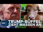 BANGLADESCH TRUMP-BÜFFEL: Albino-Tier sieht aus wie Donald Trump – jetzt droht die Schlachtung