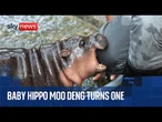 Baby hippo Moo Deng celebrates turning one