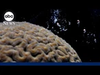 How a coral 'baby boom' will help fortify reef system off Florida coasts