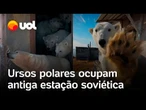 Ursos polares ocupam estação de pesquisa soviética abandonada na Rússia; veja vídeo
