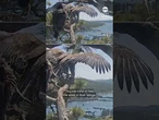 Viral California bald eagle chick takes flight for the first time