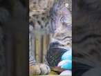 Orphaned bobcat kittens welcomed at New Orleans zoo