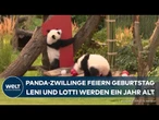 BERLINER ZOO: Panda-Zwillinge feiern Geburtstag - Warum diese Bären etwas Besonderes sind