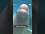 MarineLand's whales facing euthanasia without funding