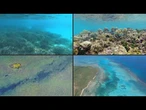 Especialistas preveem oceanos inabitáveis para maioria dos corais do mundo | AFP