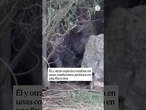 Sorpresa en Ciudad Real: la Policía se encuentra un canguro en la 'finca de los horrores' #shorts