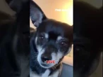 'SOULMATE DOG': Family unwittingly adopts biological father of deceased pet #shorts #dog #pet #cute