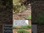 Footage shows a squirrel fighting off a rattlesnake during a tense standoff at a wildlife refuge