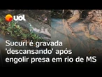 Sucuri é gravada 'descansando' após engolir 'banquete' em rio de Mato Grosso do Sul; veja vídeo