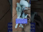'Narcogato': Gatinho com droga presa ao corpo é capturado ao tentar entrar na prisão