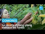 Comores : une fleur exotique utilisée dans les parfums menace les forêts • FRANCE 24