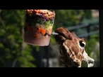 Canicule à Rome : friandises glacées et bassins rafraîchis pour les animaux du zoo