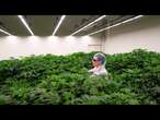 Cannabisanbau wird in der Niederlande probeweise legal